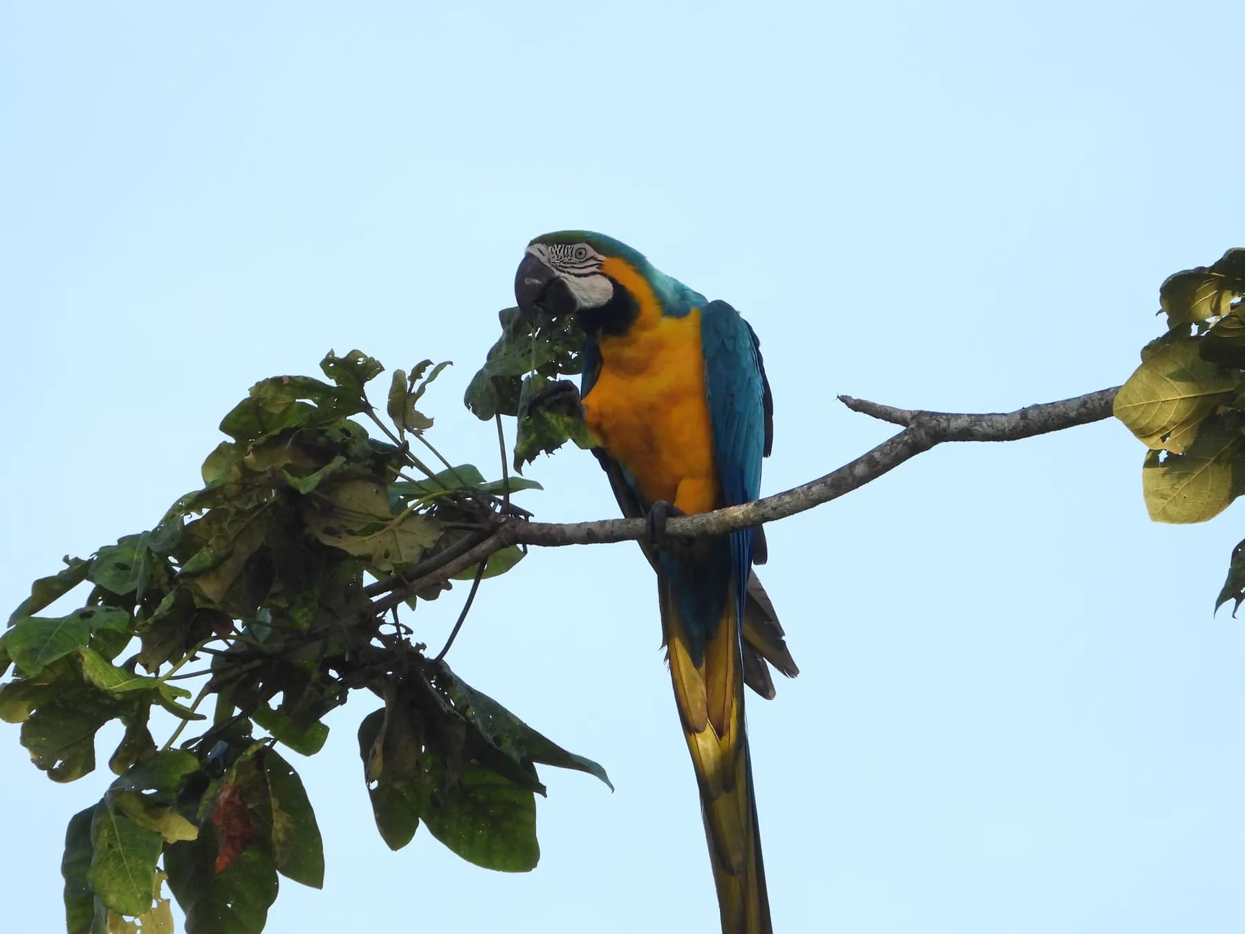 EIA — Área de Perforación Exploratoria SSJS1