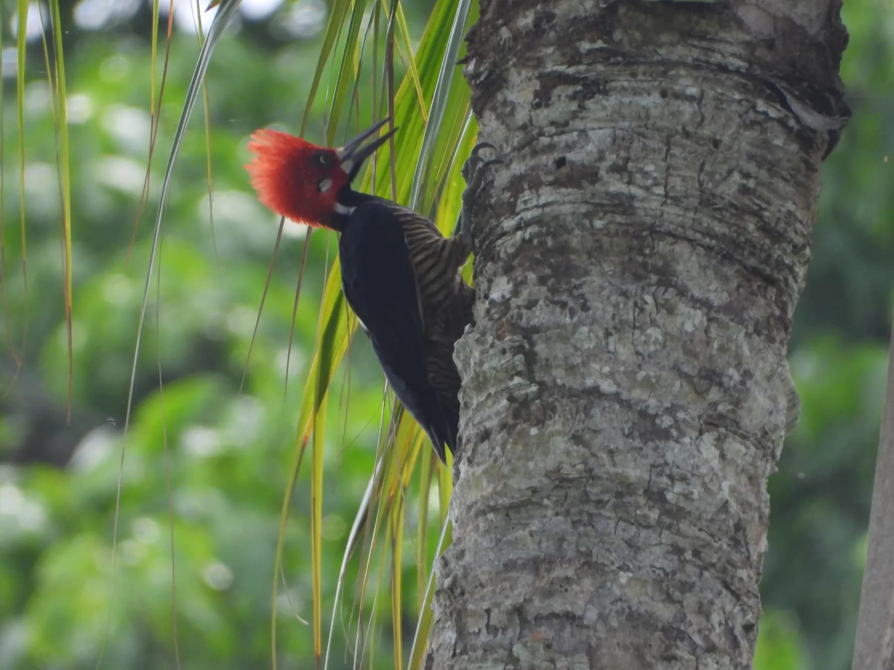 Consulta previa proyecto EIA APE SSJS1