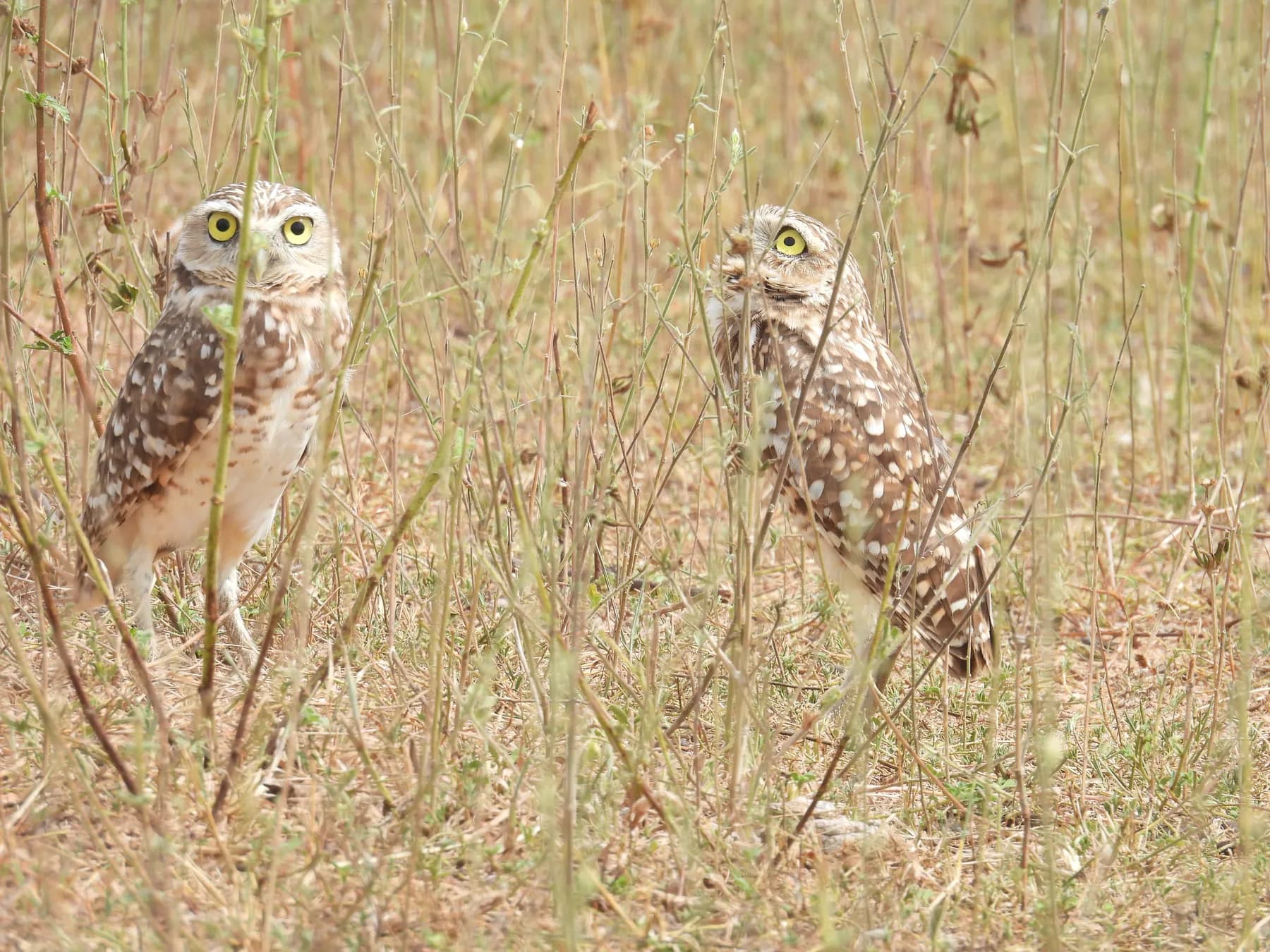 Monitoreo de mono nocturno (Aotus)